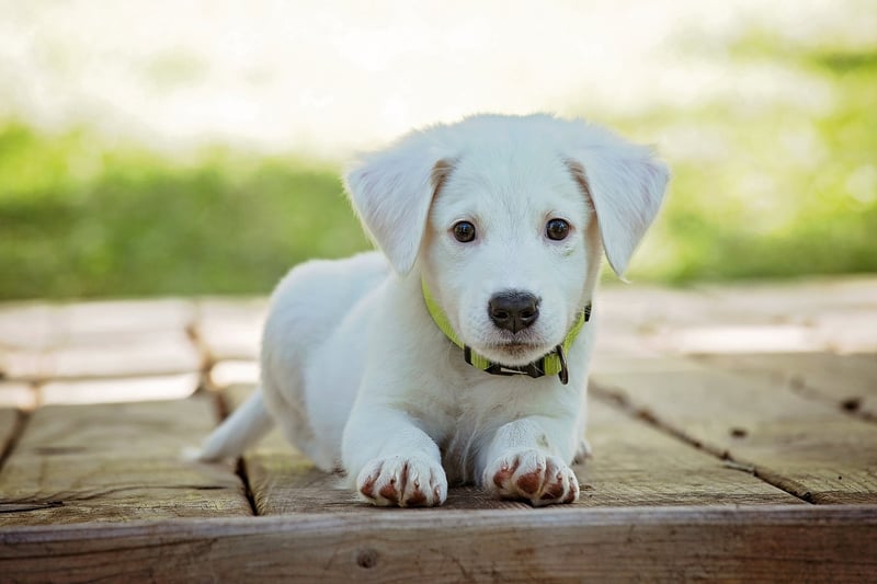 Dog with Treats